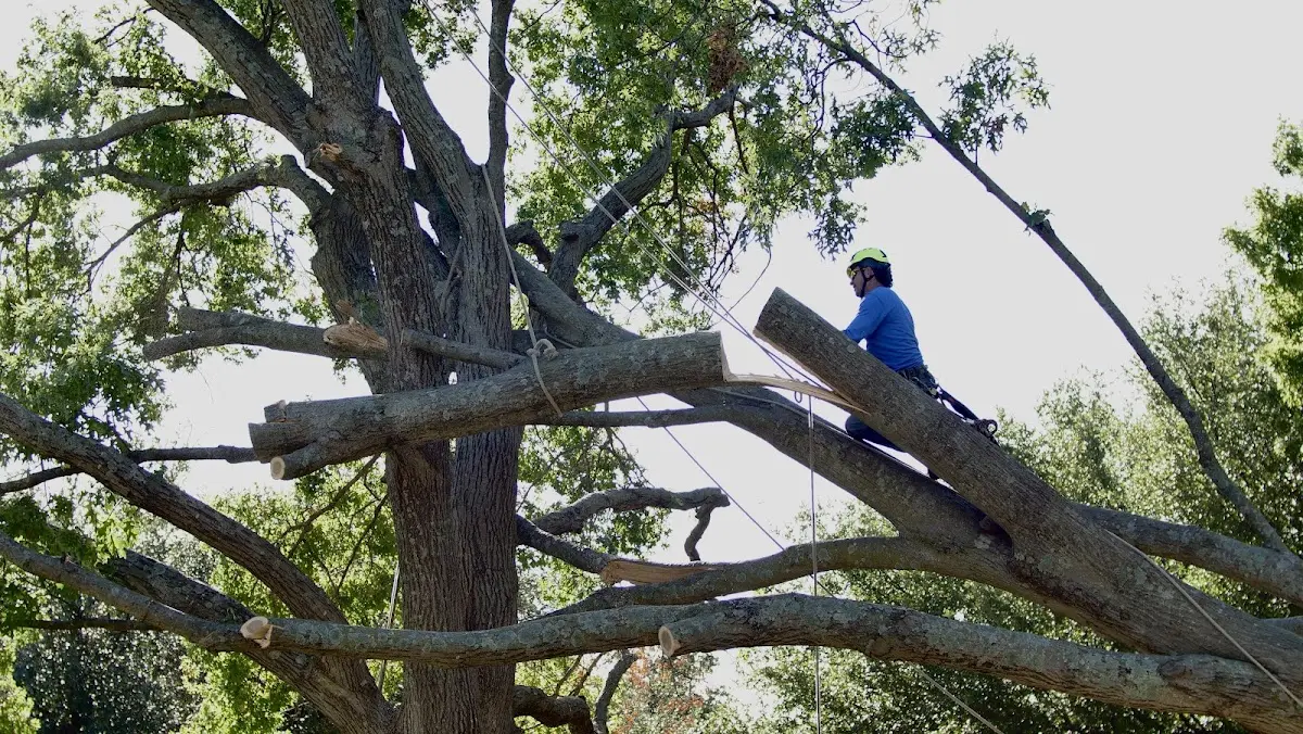 Professional Crown Thinning performed by certified arborists in Tamarack